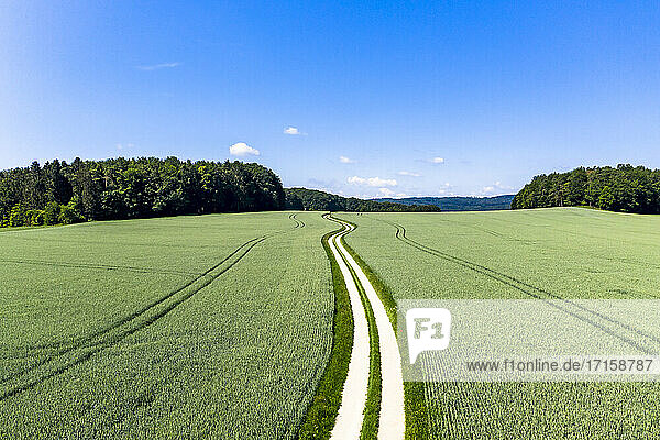 Luftaufnahme einer unbefestigten Straße  die durch ein grünes Weizenfeld im Sommer führt
