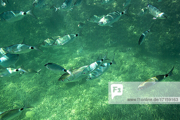 Shoal of Fish swimming underwater