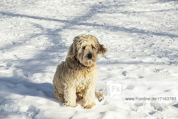 Hund im Schnee,  Die Niederlande,  Europa.