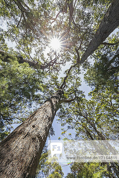 Sun shining over canopies of tall red tingle trees (Eucalyptus jacksonii) growing in Walpole-Nornalup National Park