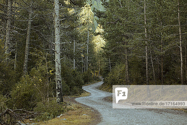 Spain  Pyrenees  Winding mountain road through forest