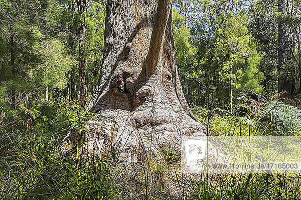 Oma Tingle (Eucalyptus jacksonii) wächst im Walpole-Nornalup National Park