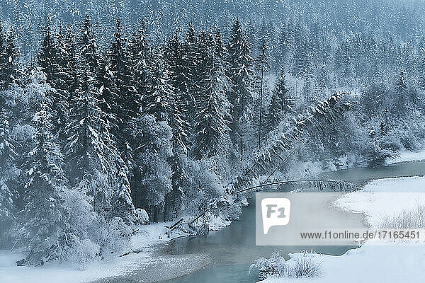 Schneebedeckte Bäume und Isar  Bayern  Deutschland