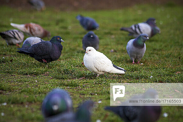 Porträt einer weißen Taube  die im Freien inmitten einer Herde steht