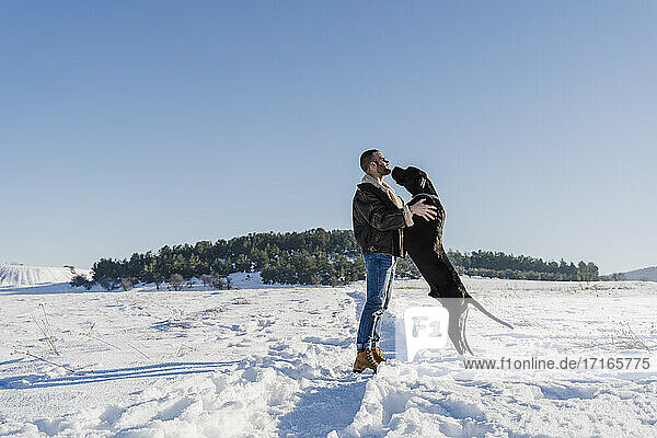 Playful Great Dane dog leaning on man while standing in snow against clear blue sky