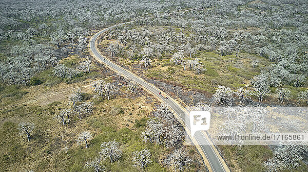 Luftaufnahme eines Lastwagens  der auf einer von massiven Baobab-Bäumen gesäumten Straße fährt  Region Cabo Ledo  Angola