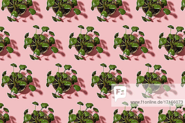 Pattern of potted Chinese money plants (Pilea peperomioides)