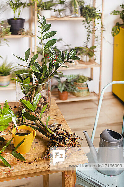 Zamioculcas Zamiifolia Pflanze und Kaffeetasse auf dem Tisch zu Hause