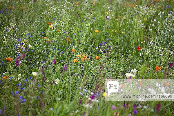 Picturesque summer meadow