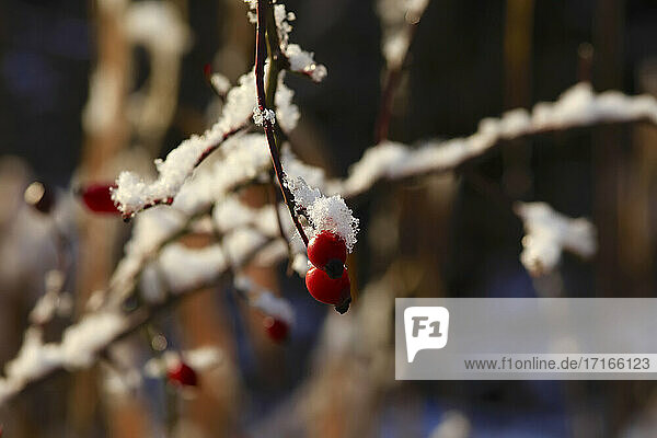 Berries on frosted tree branches in winter