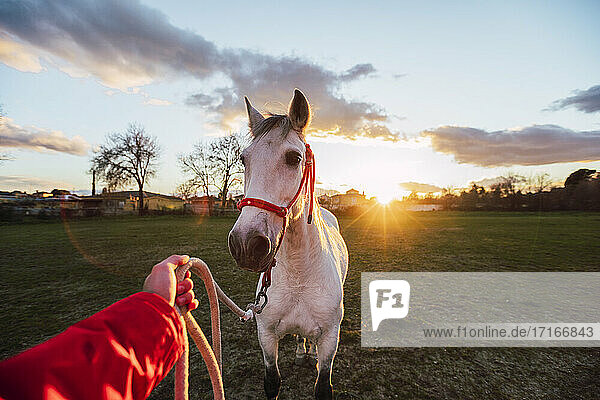 Male animal trainer training horse while standing at ranch during sunset