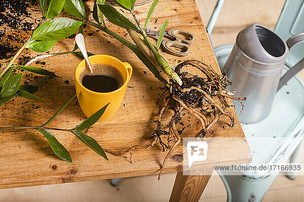 Zamioculcas Zamiifolia Pflanze an der Kaffeetasse auf dem Tisch zu Hause