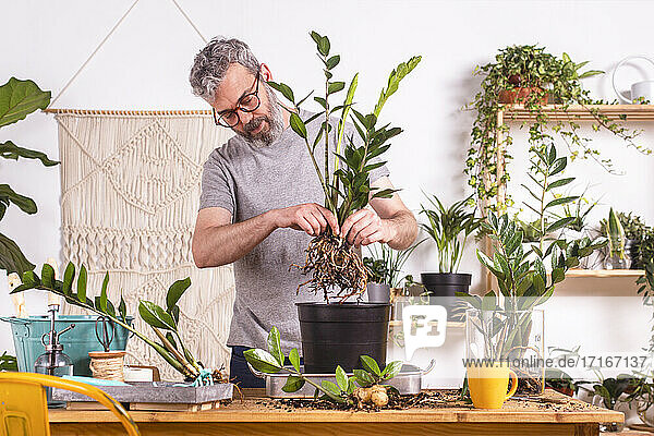 Älterer Mann pflanzt Zamioculcas Zamiifolia Pflanze in Blumentopf  während er zu Hause steht