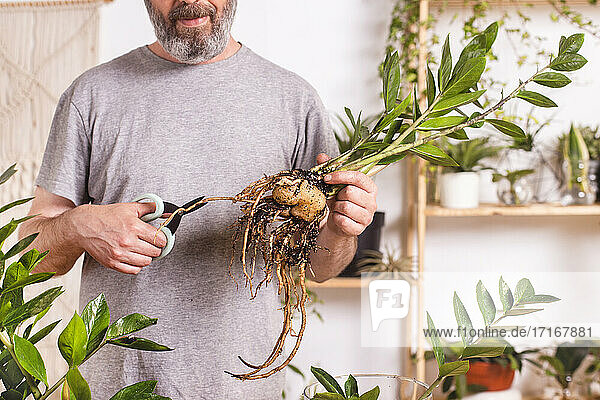 Mann schneidet gewachsene Wurzeln der Zamioculcas Zamiifolia Pflanze bei der Gartenarbeit zu Hause