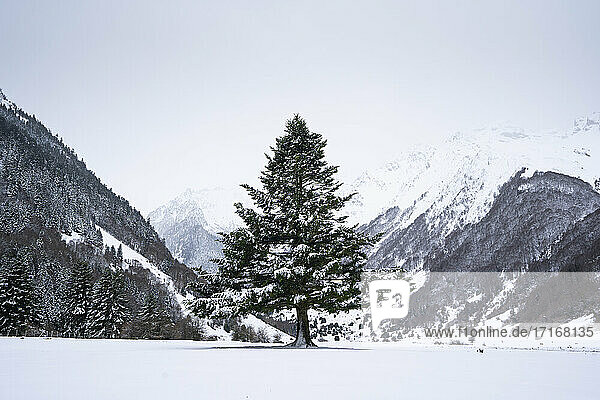 Tree in snow covered valley against clear sky and mountains