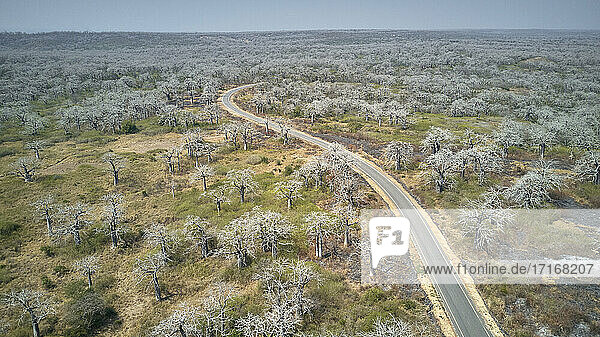 Luftaufnahme einer von massiven Affenbrotbäumen umgebenen Straße  Region Cabo Ledo  Angola