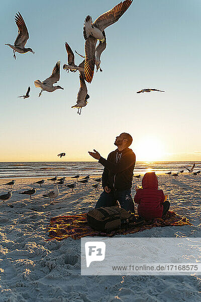 Seagulls flying over father and daughter at Siesta Key Beach during sunset