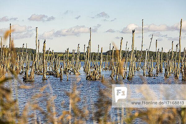 Kormorane (Phalacrocorax carbo) auf Baumstümpfen  die im Moor des Peenetals aus dem Wasser ragen