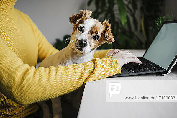 Woman sitting with pet while working on digital tablet at home office