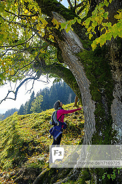 Female hiker touching linden tree while standing on mountain