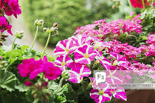 Pink potted petunias and pelargoniums blooming in summer