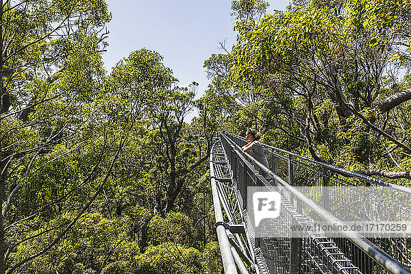 Touristin bewundert die Aussicht von einem Baumwipfelpfad  der sich zwischen den roten Tingle-Bäumen (Eucalyptus jacksonii) erstreckt  die im Walpole-Nornalup-Nationalpark wachsen