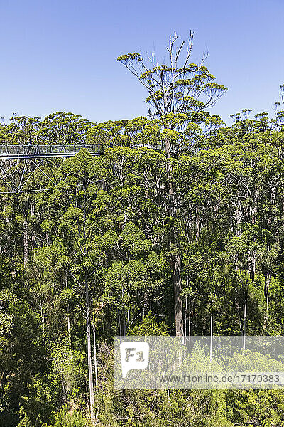 Treetop walkway stretching between red tingle trees (Eucalyptus jacksonii) growing in Walpole-Nornalup National Park