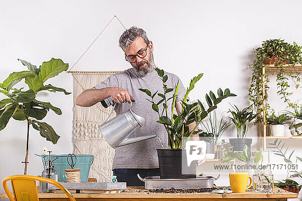 Mann  der eine Zamioculcas Zamiifolia-Pflanze mit einer Gießkanne gießt  während er zu Hause steht