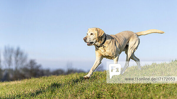 Yellow Labrador Retriever running in meadow against blue sky