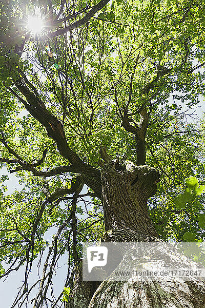 Oak tree in High Fens Nature Park