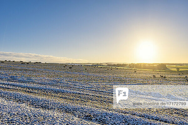 UK  Schottland  East Lothian  Wintersonnenaufgang über einem landwirtschaftlichen Feld mit Schafen (Ovis aries)