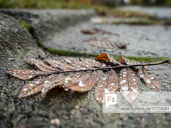 Dried leaves with dew drops on rock