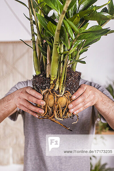 Mann zeigt die Wurzel der Pflanze Zamioculcas Zamiifolia  während er zu Hause steht