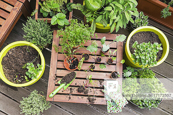 Gemischte Topfpflanzen und Gartengeräte auf dem Balkon
