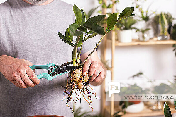 Mann schneidet bei der Gartenarbeit zu Hause einen Zweig der Pflanze Zamioculcas Zamiifolia mit einer Gartenschere ab