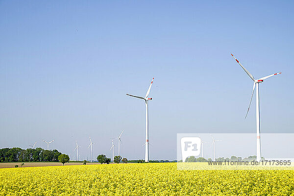 Weites Rapsfeld im Sommer mit Windpark im Hintergrund