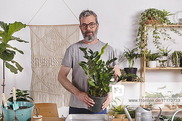 Älterer Mann hält eine Topfpflanze von Zamioculcas Zamiifolia  während er zu Hause steht