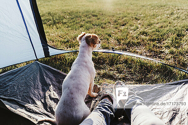 Hund sitzt an den Beinen einer mittelgroßen Frau im Zelt