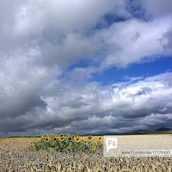 Sunflowers in a field of wheat  Puy de Dome  Auvergne  France  Europe