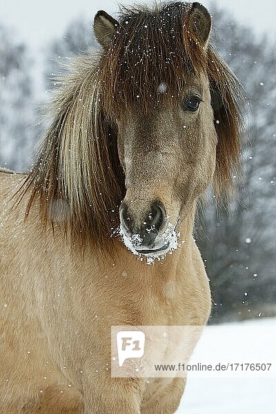 Islandpferd (Equus islandicus)  Stute im Schnee  Tierporträt im Winter  Schleswig-Holstein  Deutschland  Europa