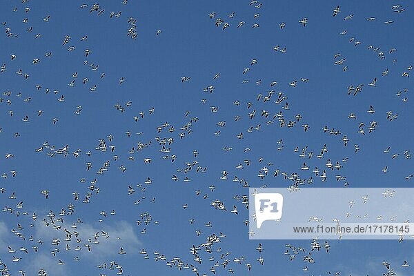 Snow geese (Anser caerulescens) in flight  Province of Quebec  Canada  North America