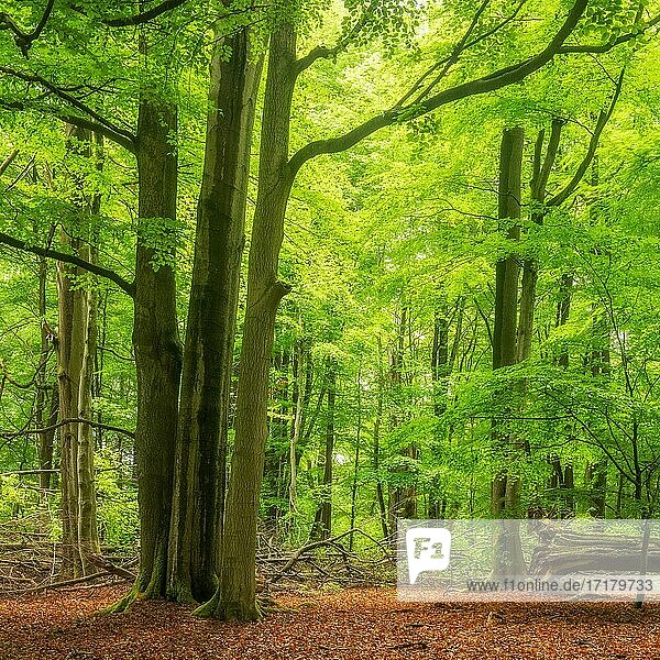 Alte Buchen (Fagus sylvatica) in naturnahem Wald mit viel Totholz im Frühling  frisches Grün  Reinhardswald  Hessen  Deutschland  Europa