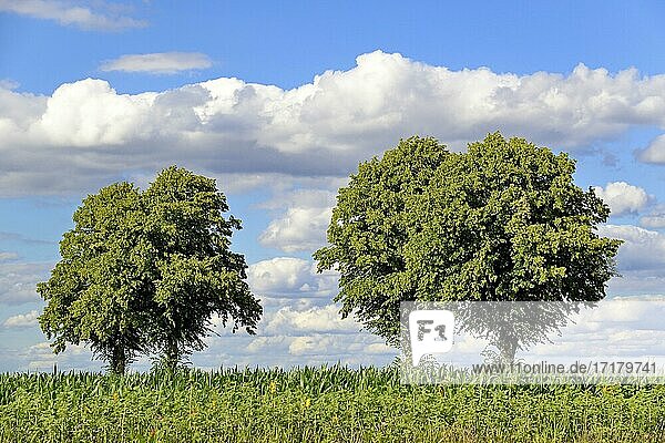 Linden (Tilia)  Baumreihe am Maisfeld (Zea mays) mit Blühstreifen  blauem Wolkenhimmel  Nordrhein-Westfalen  Deutschland  Europa