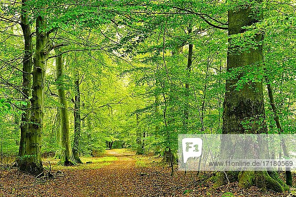 Wanderweg durch grünen Wald  Große alte Buchen  UNESCO-Welterbe Alte Buchenwälder  Teilgebiet Serrahn im Müritz-Nationalpark  Mecklenburg-Vorpommern  Deutschland  Europa