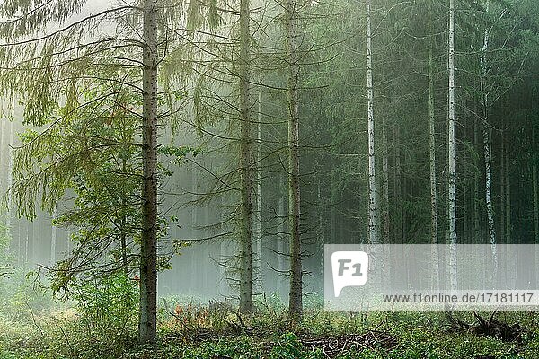 Fichtenwald mit Nebel am frühen Morgen  Höhenzug Finne  Burgenlandkreis  Sachsen-Anhalt  Deutschland  Europa