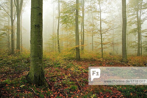 Buchenwald im Herbst  dichter Nebel  östliches Harzvorland  bei Wippra  Sachsen-Anhalt  Deutschland  Europa