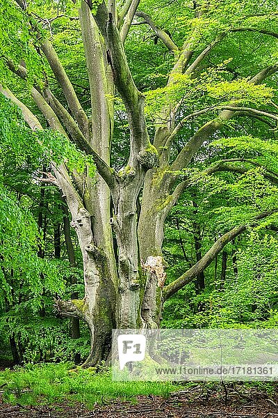Riesige verwachsene Buche (Fagus sylvatica) in einem ehemaligen Hutewald im Frühling  frisches Grün  Reinhardswald  Urwald Sababurg  Hessen  Deutschland  Europa