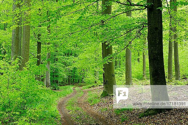 Wanderweg schlängelt sich durch naturnahen Buchenwald im Frühling  frisches Grün  große alte Buchen  Steigerwald  Bayern  Deutschland  Europa