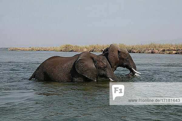 Afrika  Sambia  Elefanten Flussüberquerung