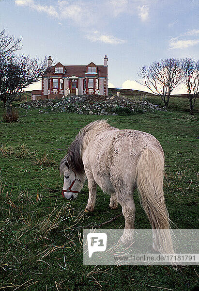 UK  Vereinigtes  Königreich  GB  Groß  Großbritannien  Schottland  Shetlandinseln  Pony Shetland